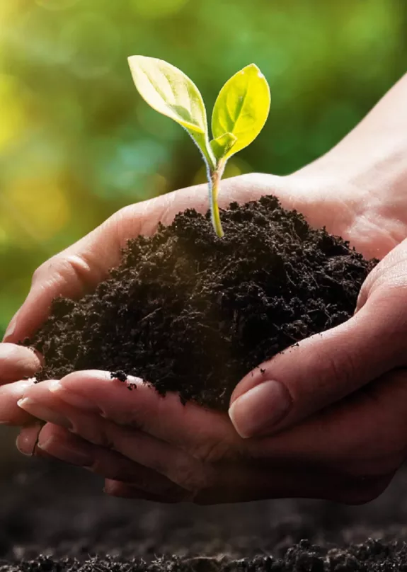 Hands holding a plant